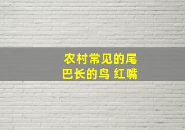 农村常见的尾巴长的鸟 红嘴